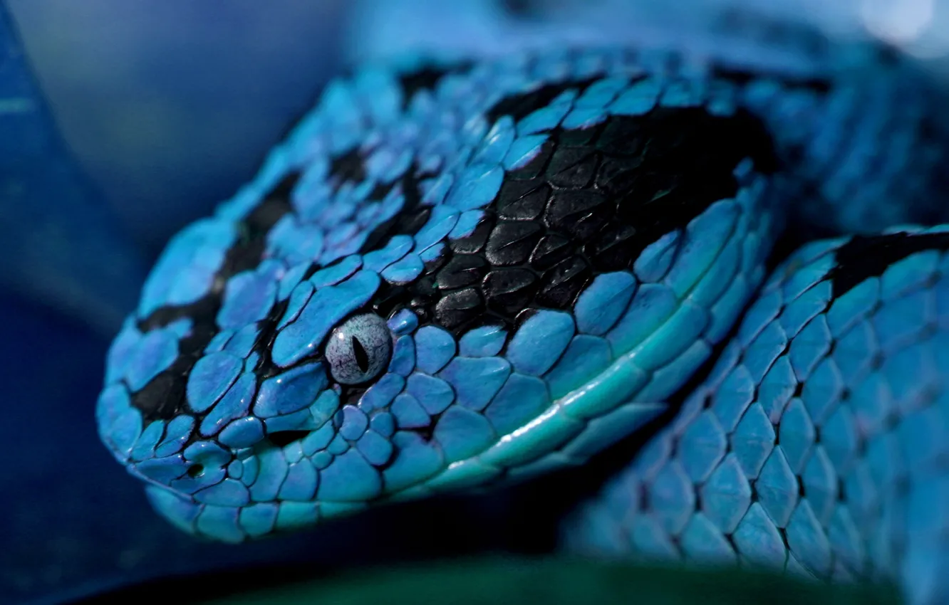 Photo wallpaper eyes, snake, head, scales