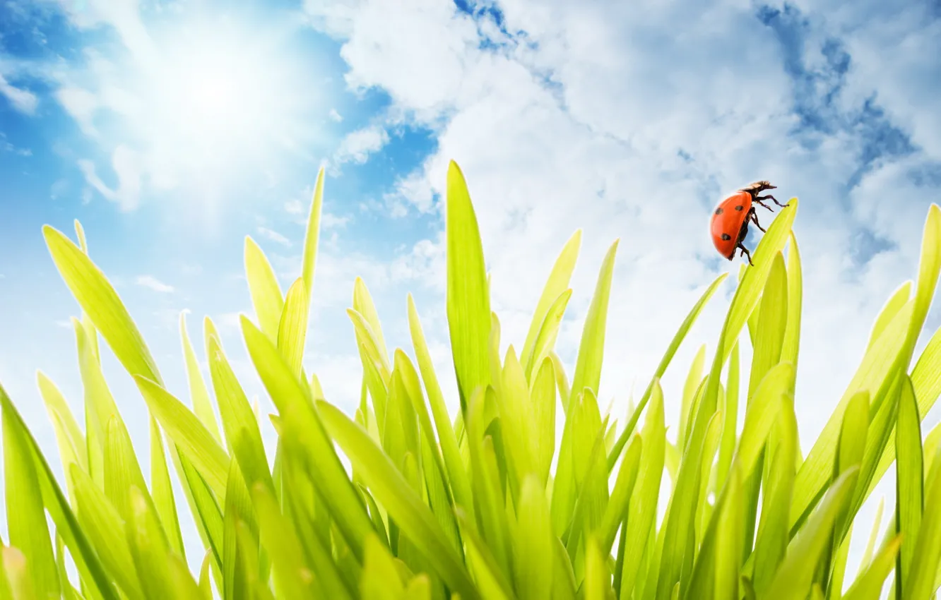 Photo wallpaper grass, clouds, beetle, 155