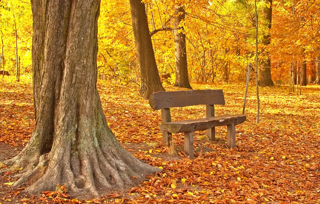 Photo wallpaper autumn, leaves, park, autumn, leaves, tree, fall, maple