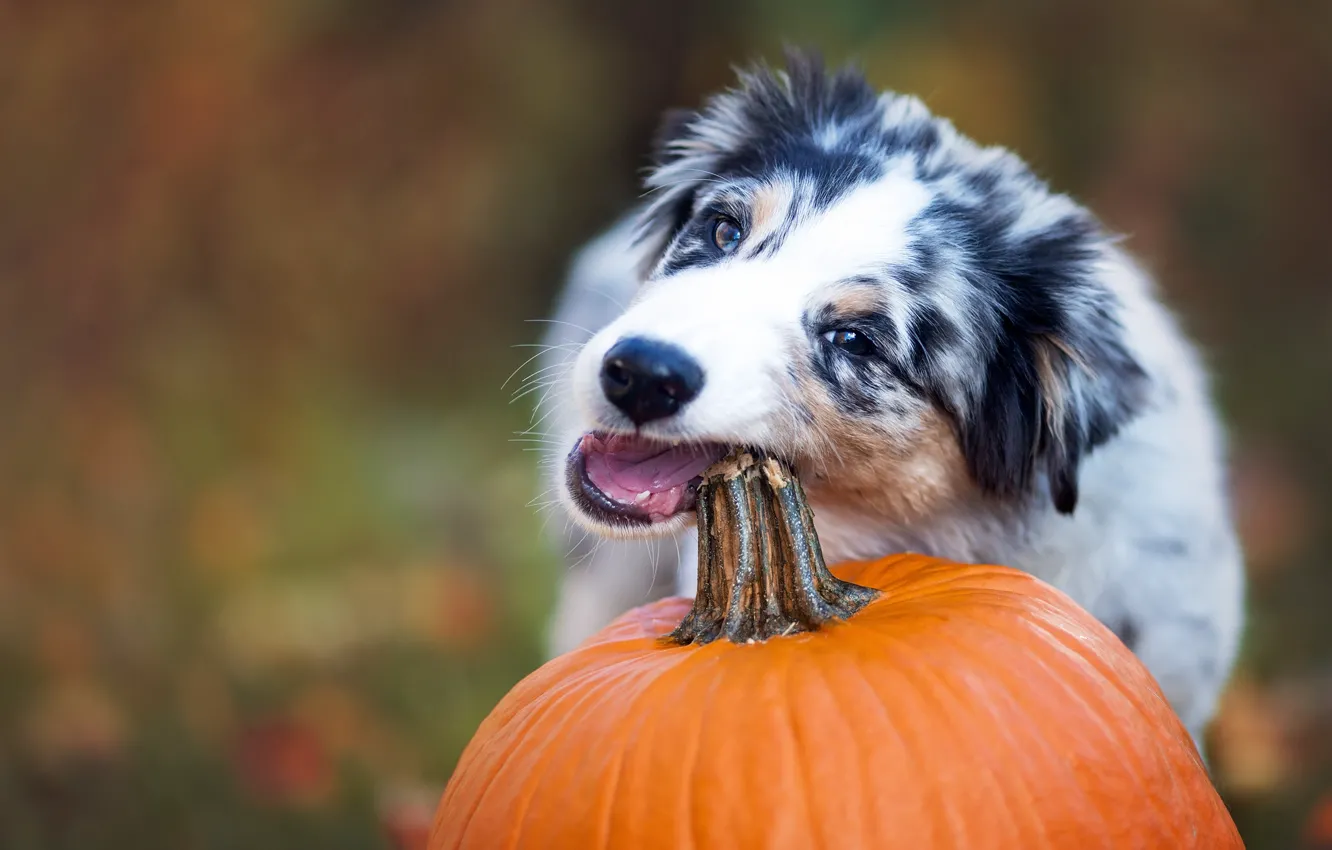 Photo wallpaper dog, pumpkin, Australian shepherd, Aussie