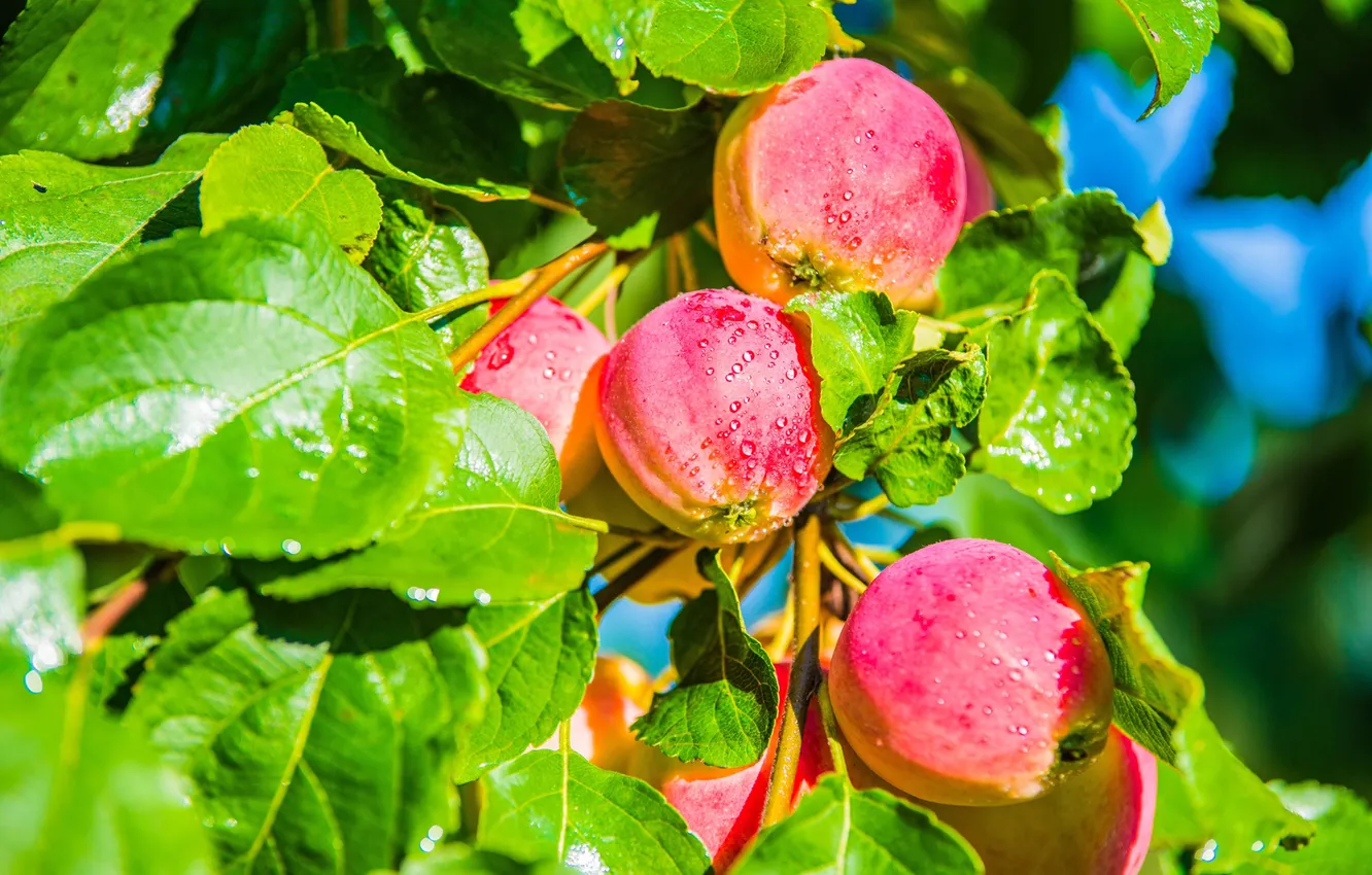 Photo wallpaper leaves, trees, apples, food, Apple