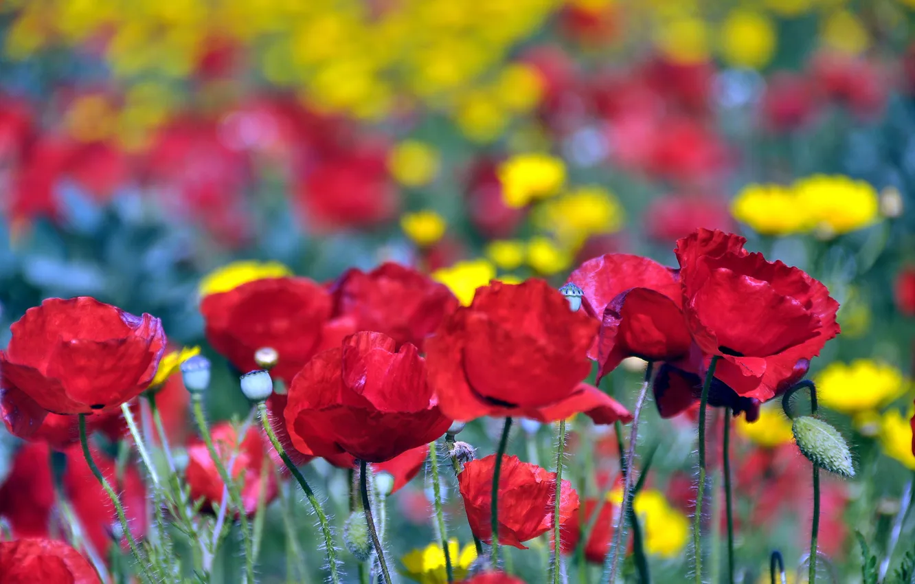 Photo wallpaper field, nature, Maki, petals, meadow