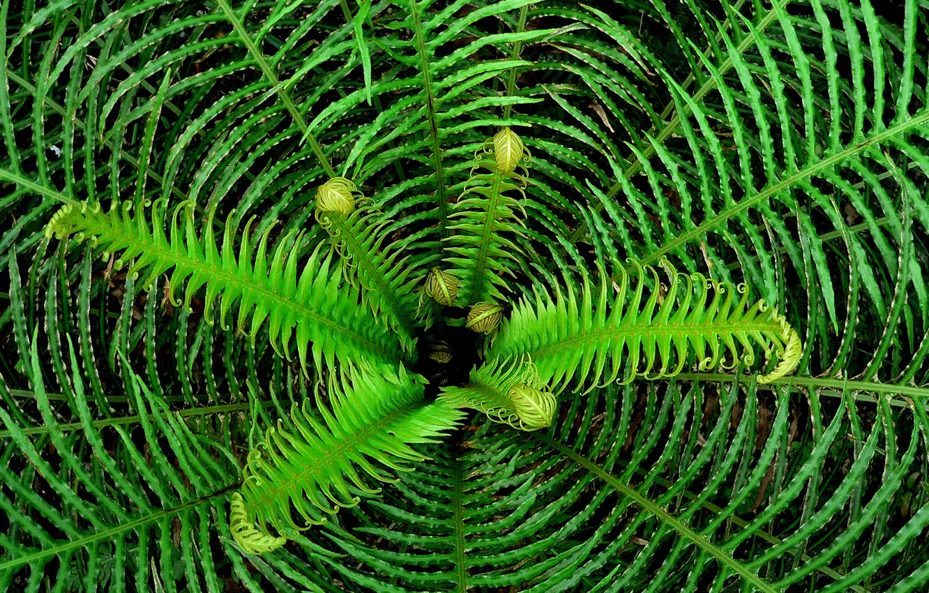 Photo wallpaper greens, leaves, plant, fern