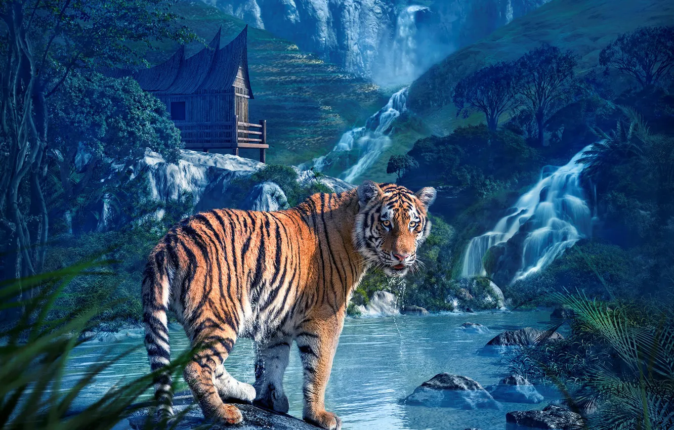Photo wallpaper look, nature, tiger, waterfall, predator