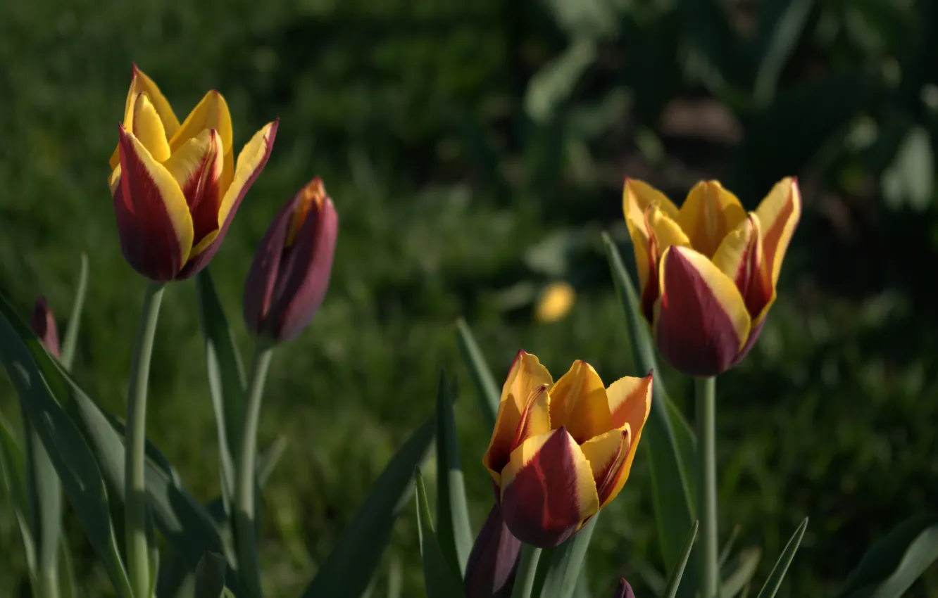 Photo wallpaper leaves, flowers, plant, tulips