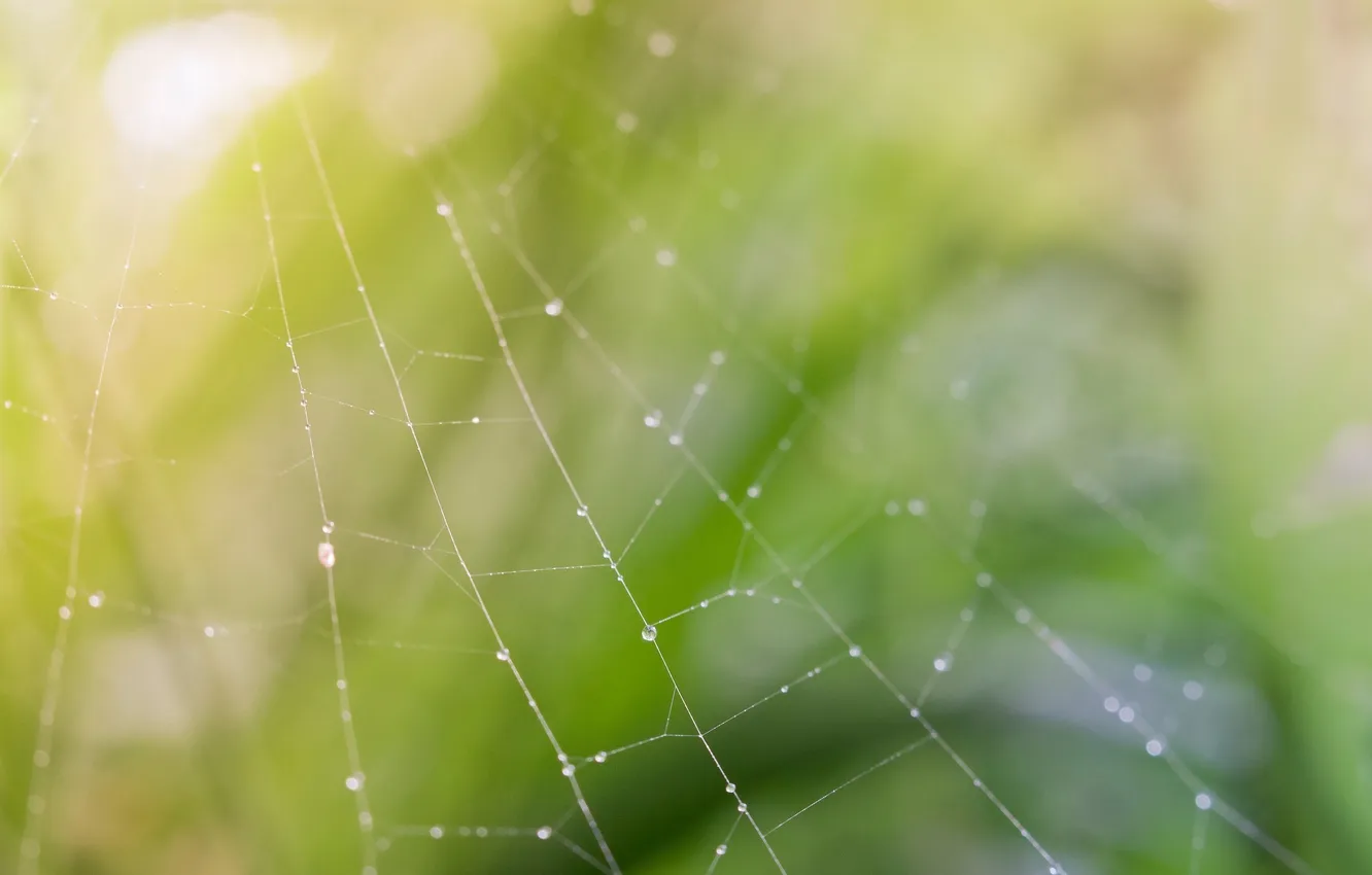 Photo wallpaper greens, drops, macro, Rosa, web, gossamer