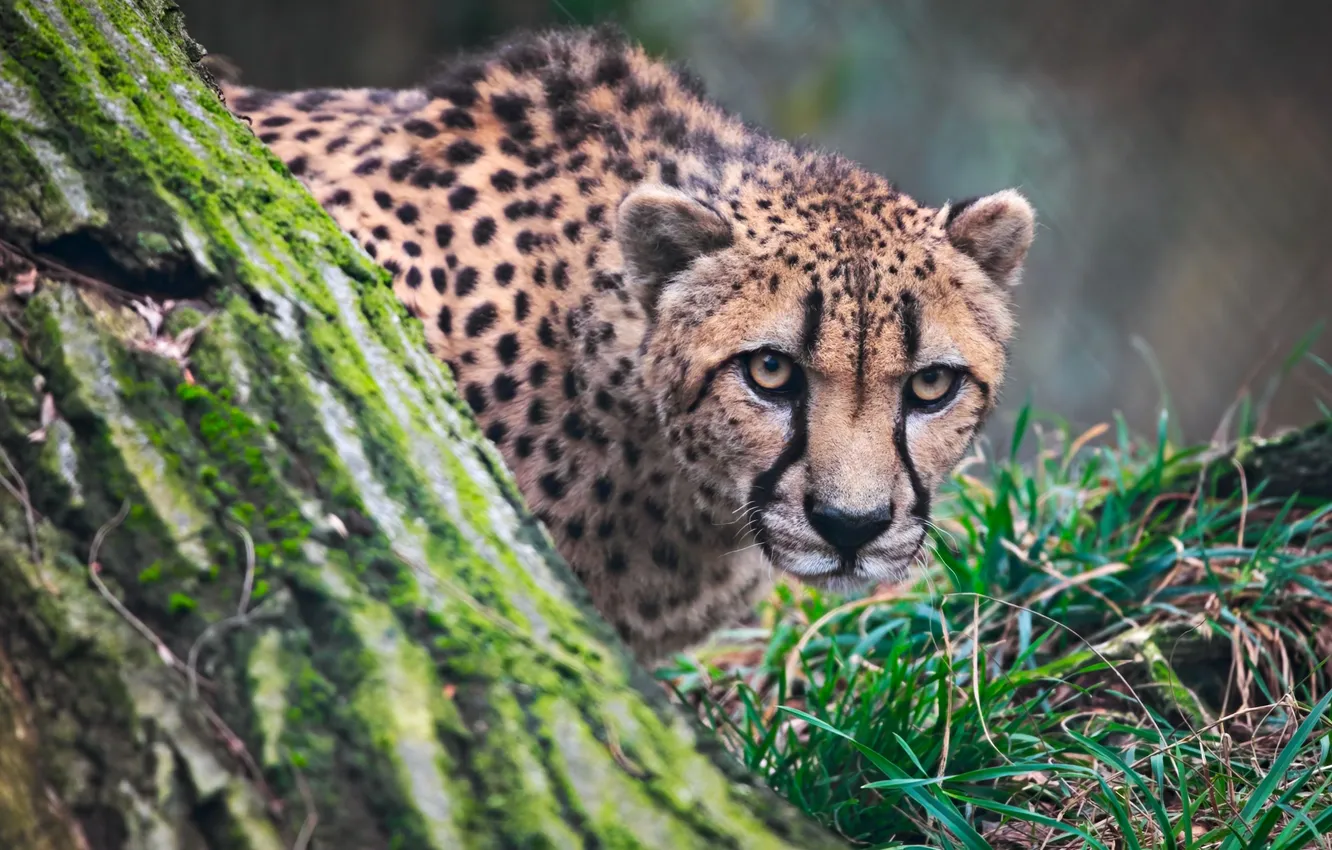 Photo wallpaper Predator, big, cat, animal, look, Cheetah, wild, stare