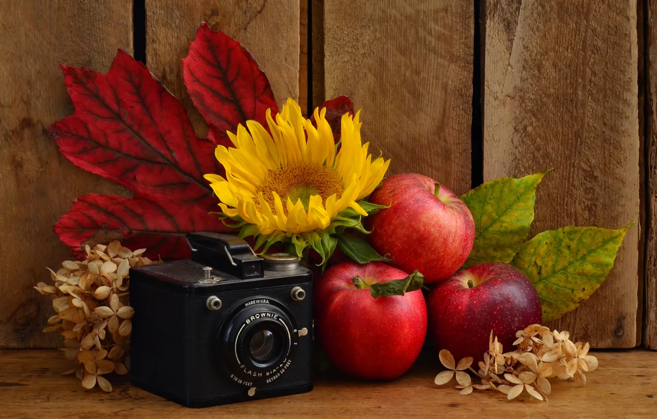 Photo wallpaper leaves, apples, sunflower, the camera