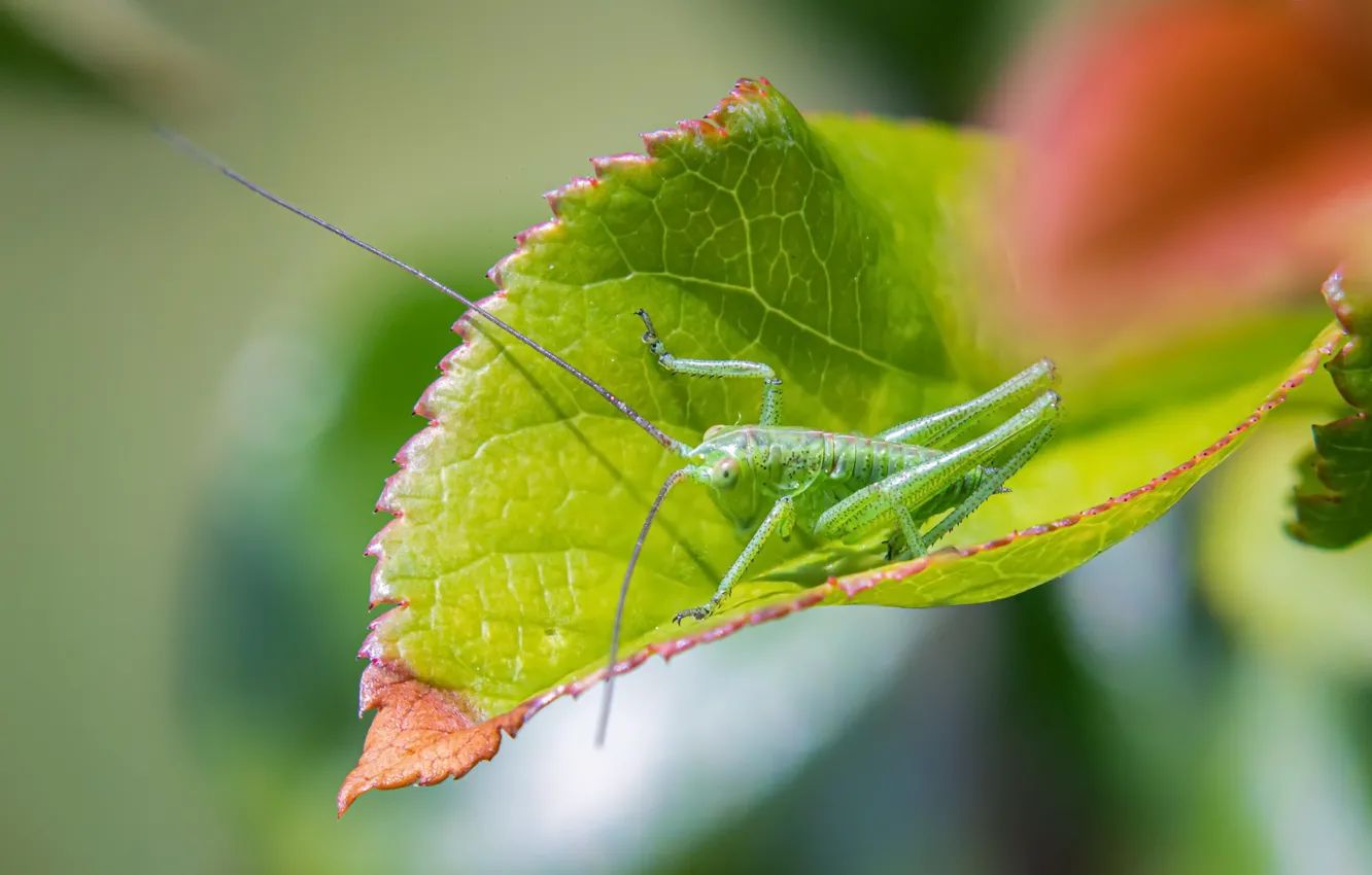 Photo wallpaper green, insect, Grasshopper