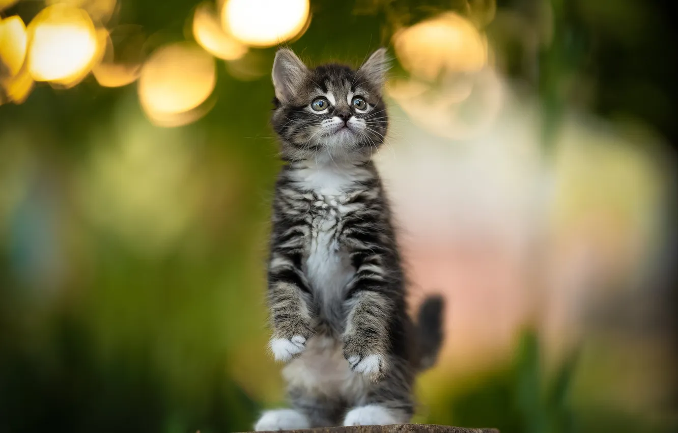 Photo wallpaper kitty, stand, Yuriy Korotun