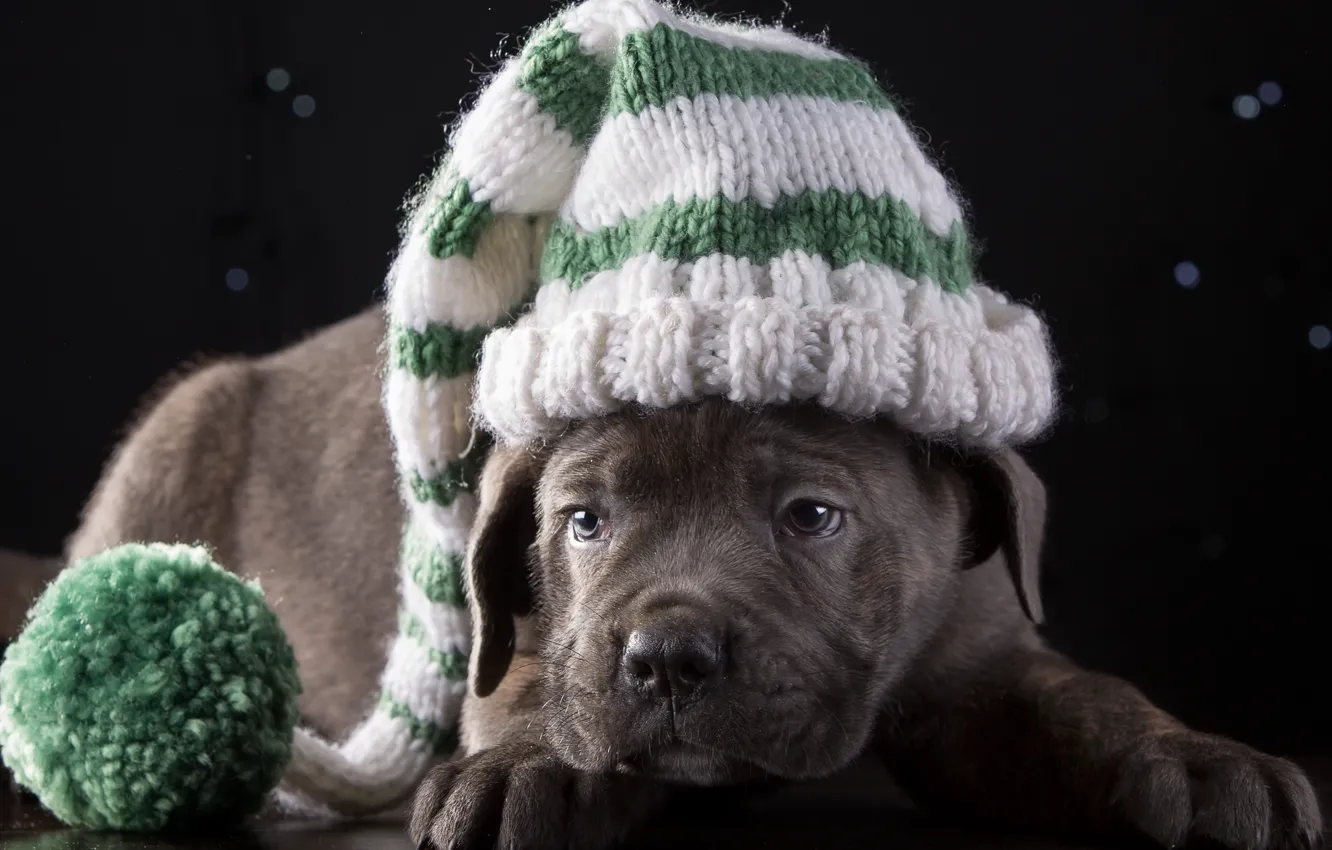 Photo wallpaper hat, cute, puppy, breed, cane Corso