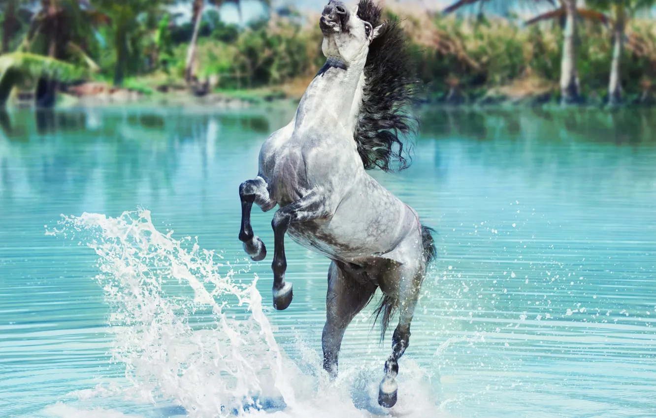 Photo wallpaper water, squirt, horse