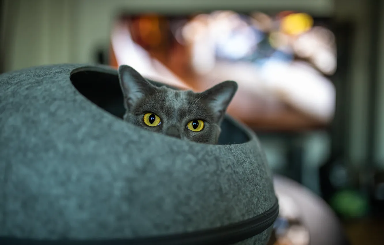 Photo wallpaper cat, cat, look, pose, face