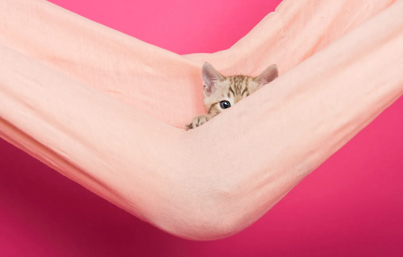 Photo wallpaper cat, look, pose, kitty, hammock, fabric, face, pink background