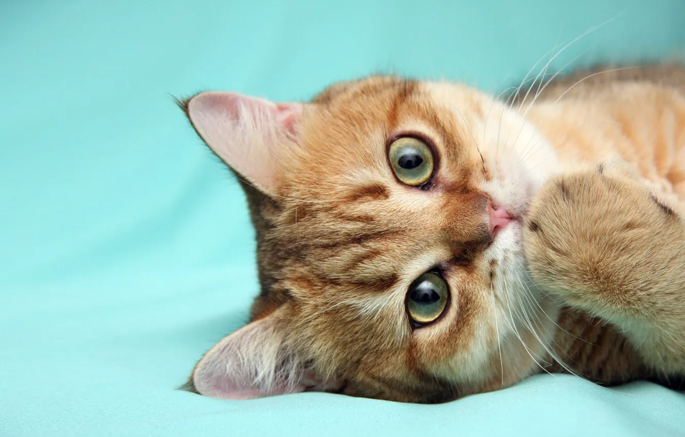 Photo wallpaper cat, cat, kitty, friendly