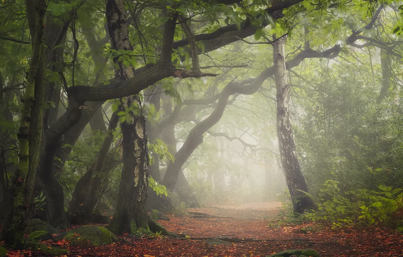 Photo wallpaper forest, trees, branches, nature, fog, foliage, trunk, path