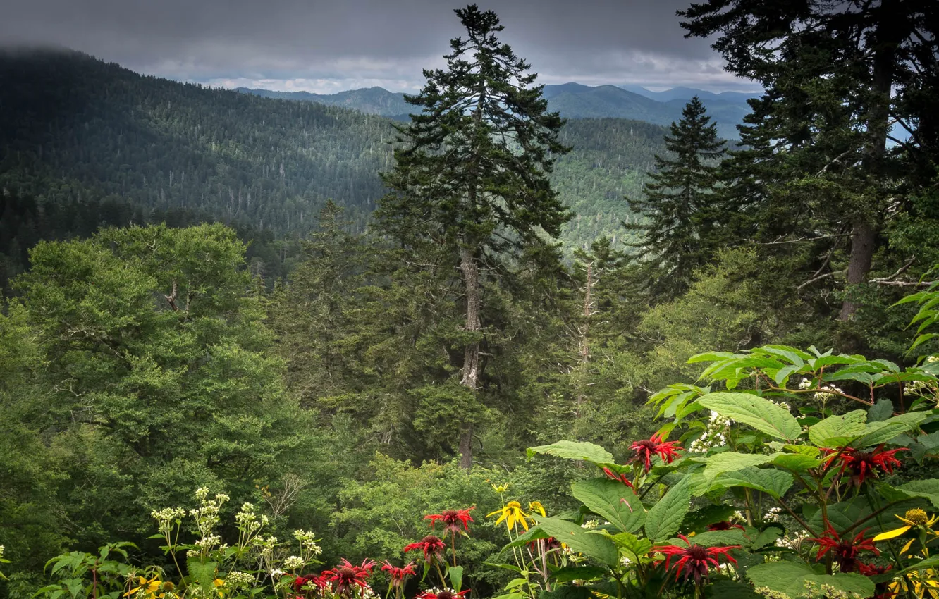 Photo wallpaper forest, leaves, trees, flowers, mountains, thickets, ate, the bushes