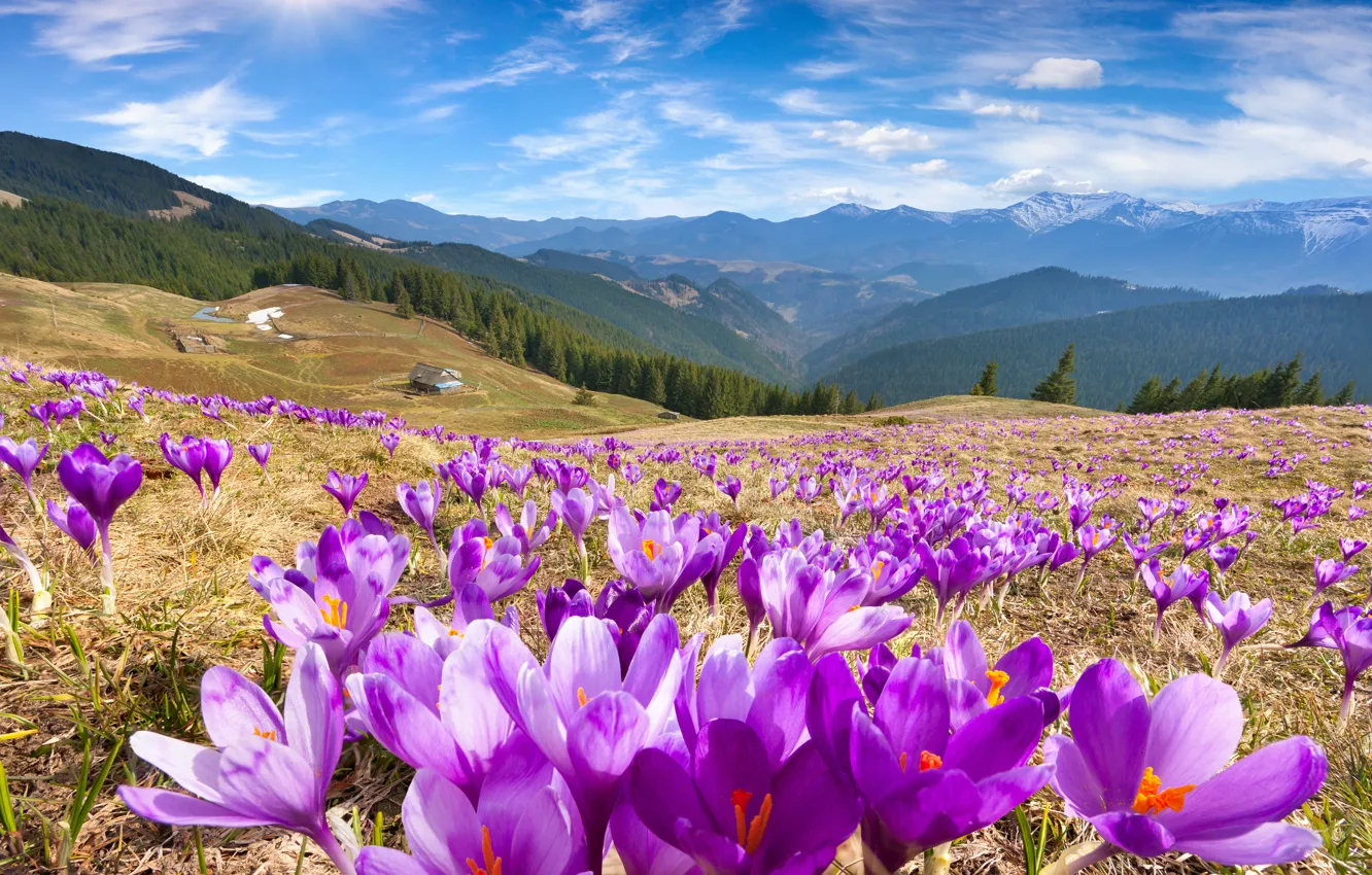 Photo wallpaper the sky, the sun, flowers, mountains, spring, meadow, crocuses, landscape