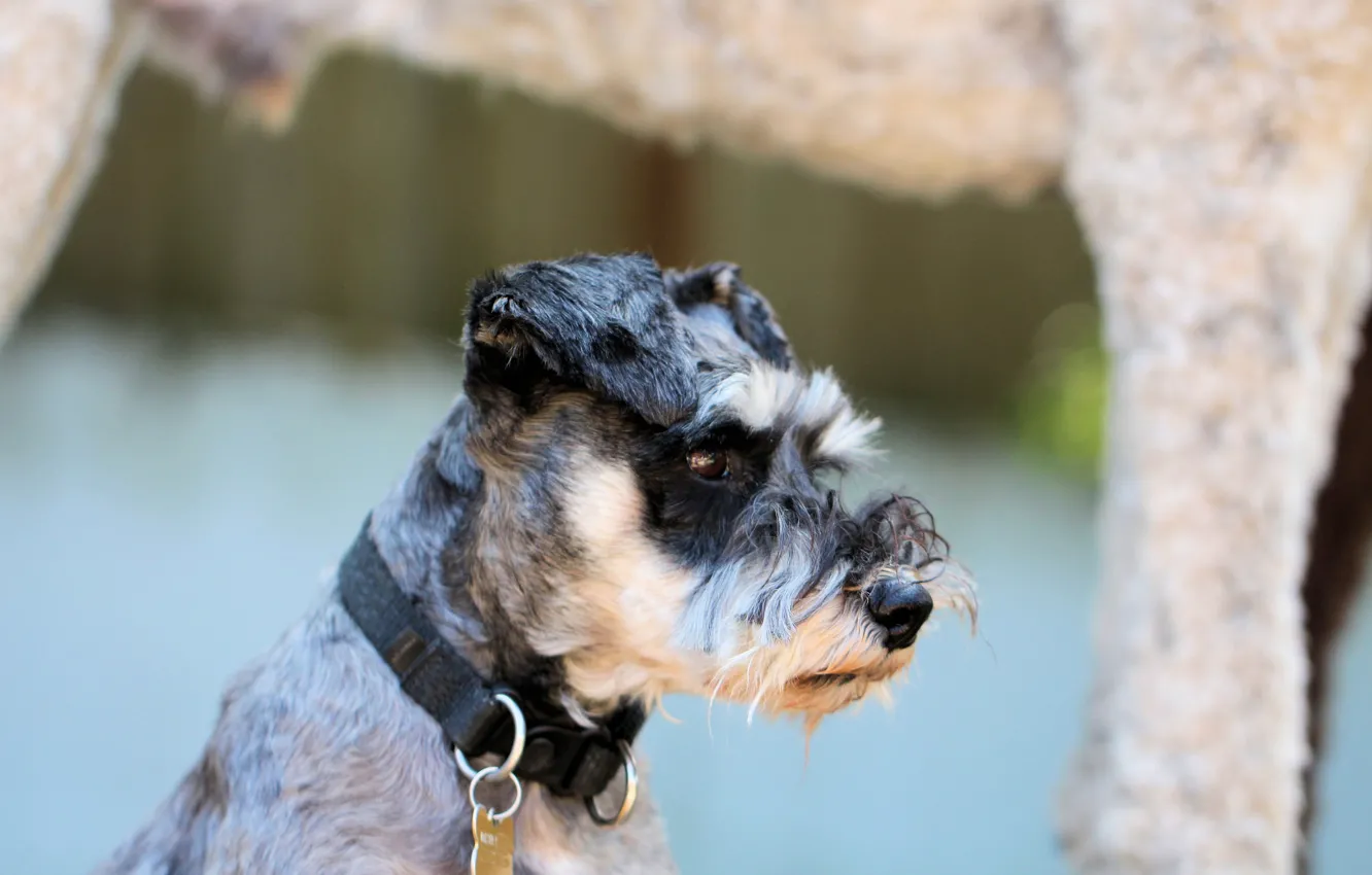 Photo wallpaper dog, nose, collar, watchdog
