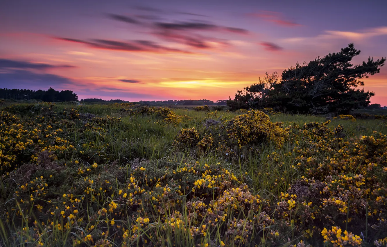 Photo wallpaper sunset, flowers, meadow, Pascal Lechaudel have