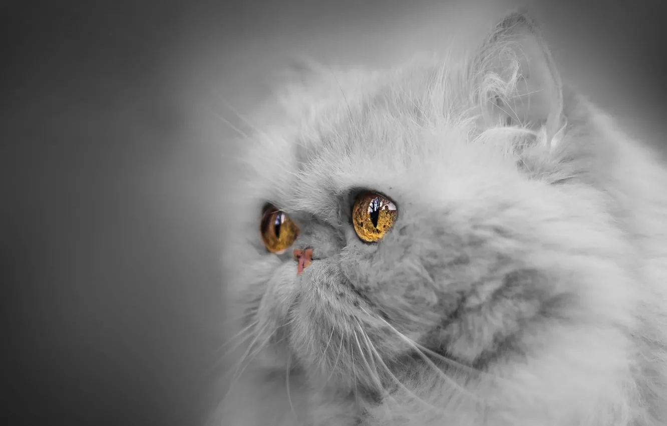 Photo wallpaper eyes, look, portrait, muzzle, monochrome, Persian cat