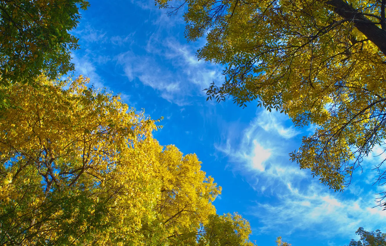 Photo wallpaper autumn, leaves, trees, nature, blue sky