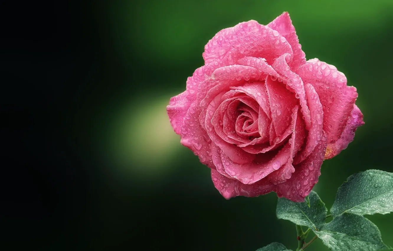 Photo wallpaper flower, drops, macro, Rosa, pink, rose