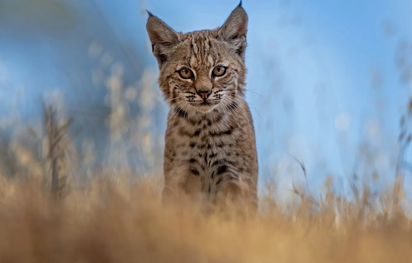 Photo wallpaper grass, look, blur, muzzle, cub, kitty, lynx, wild cat
