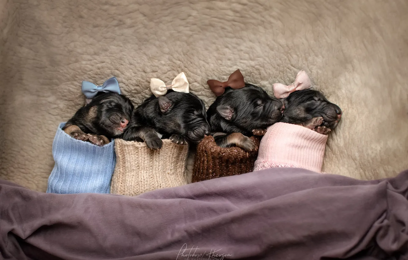 Photo wallpaper puppies, socks, bows, crumbs