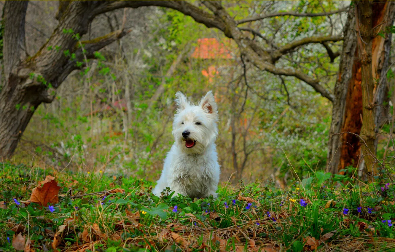 Photo wallpaper Dog, Dog, The West highland white Terrier