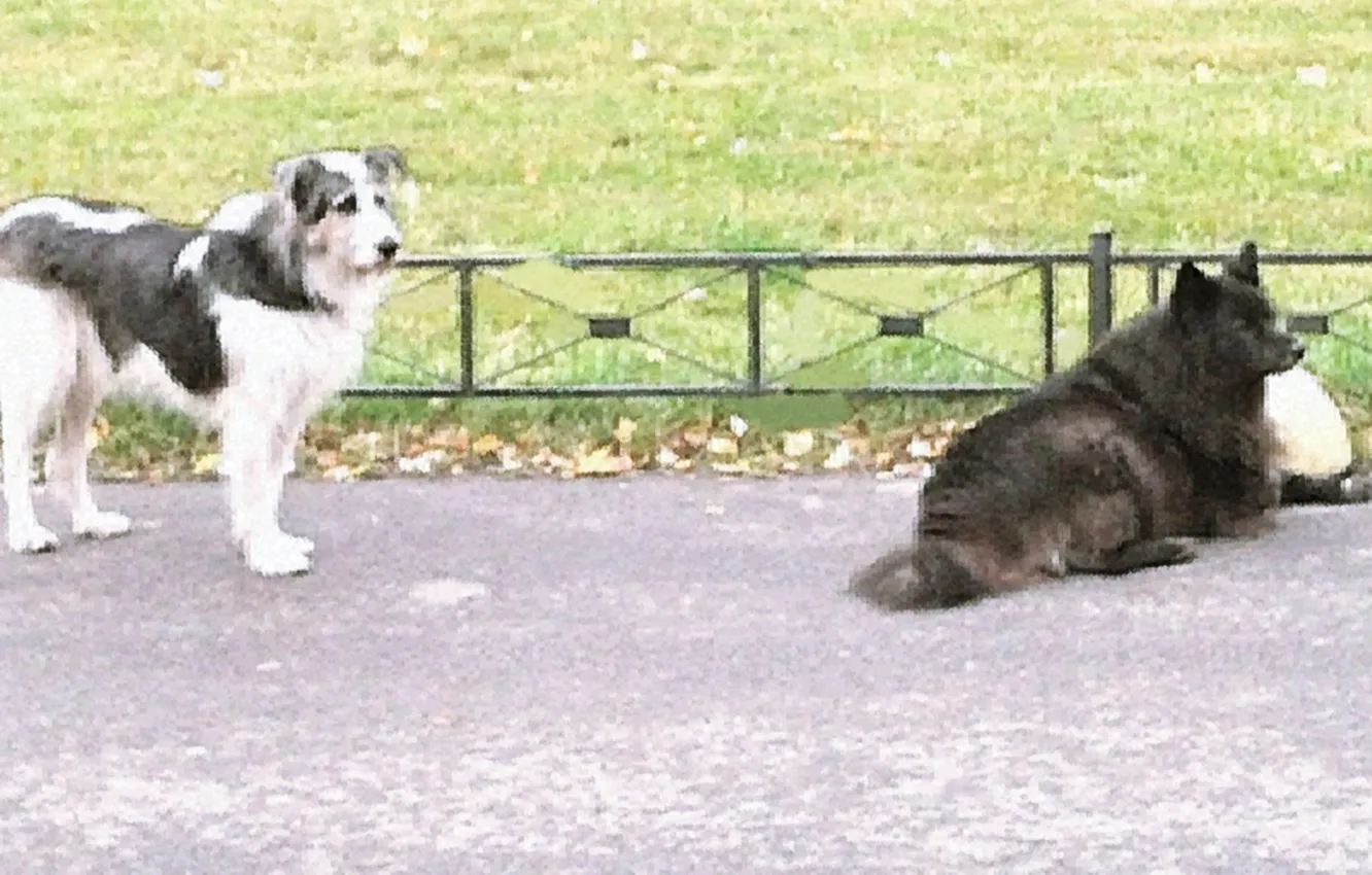Photo wallpaper autumn, animal, dog, October 2024