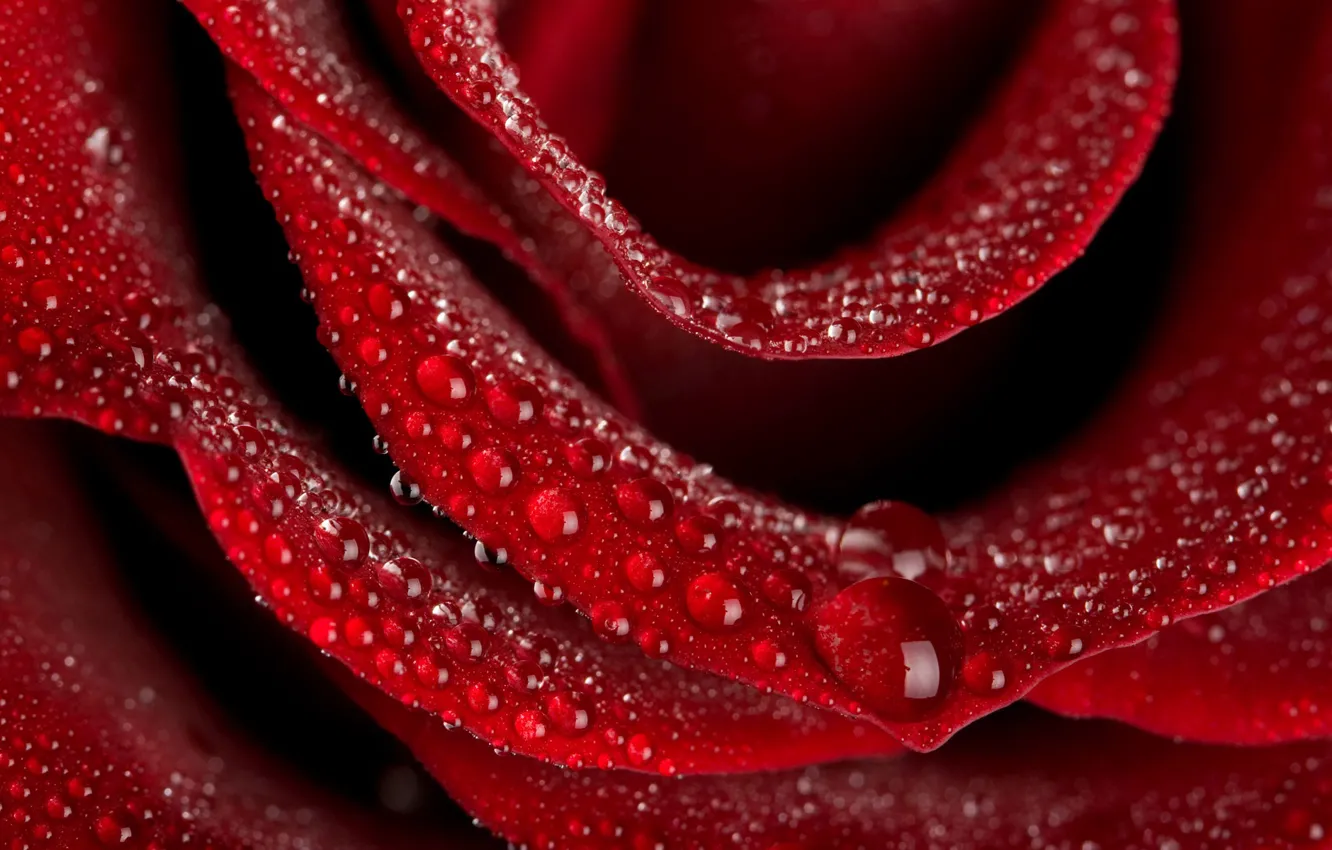 Photo wallpaper water, drops, flowers, Rosa, roses, petals