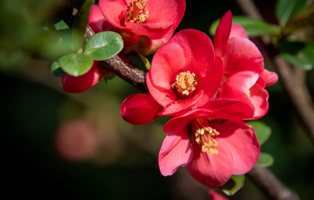 Photo wallpaper leaves, macro, flowers, branches, red, spring, flowering, bokeh