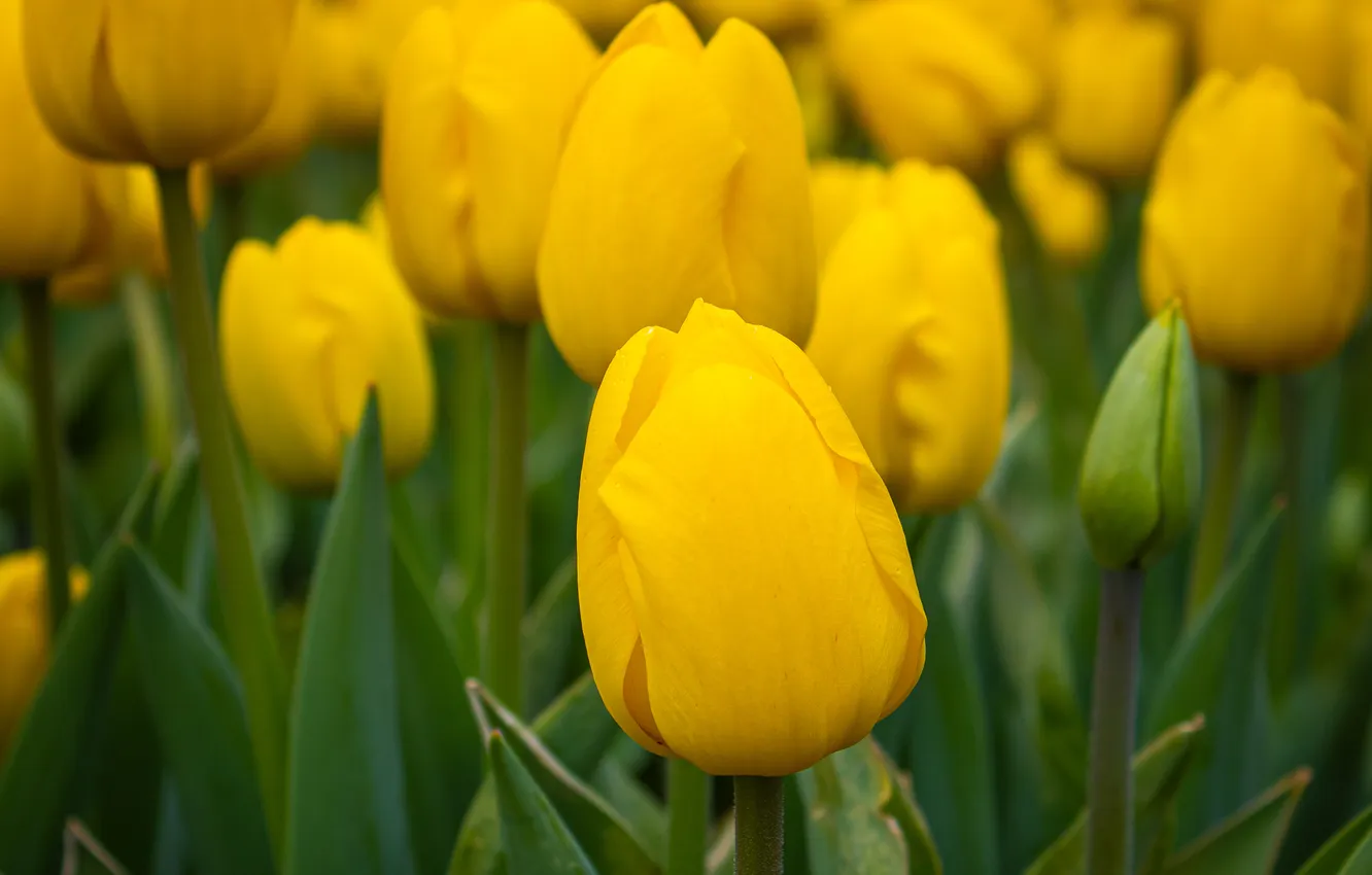 Photo wallpaper yellow, flowers, tulips, garden, spring, flowerbed, buds