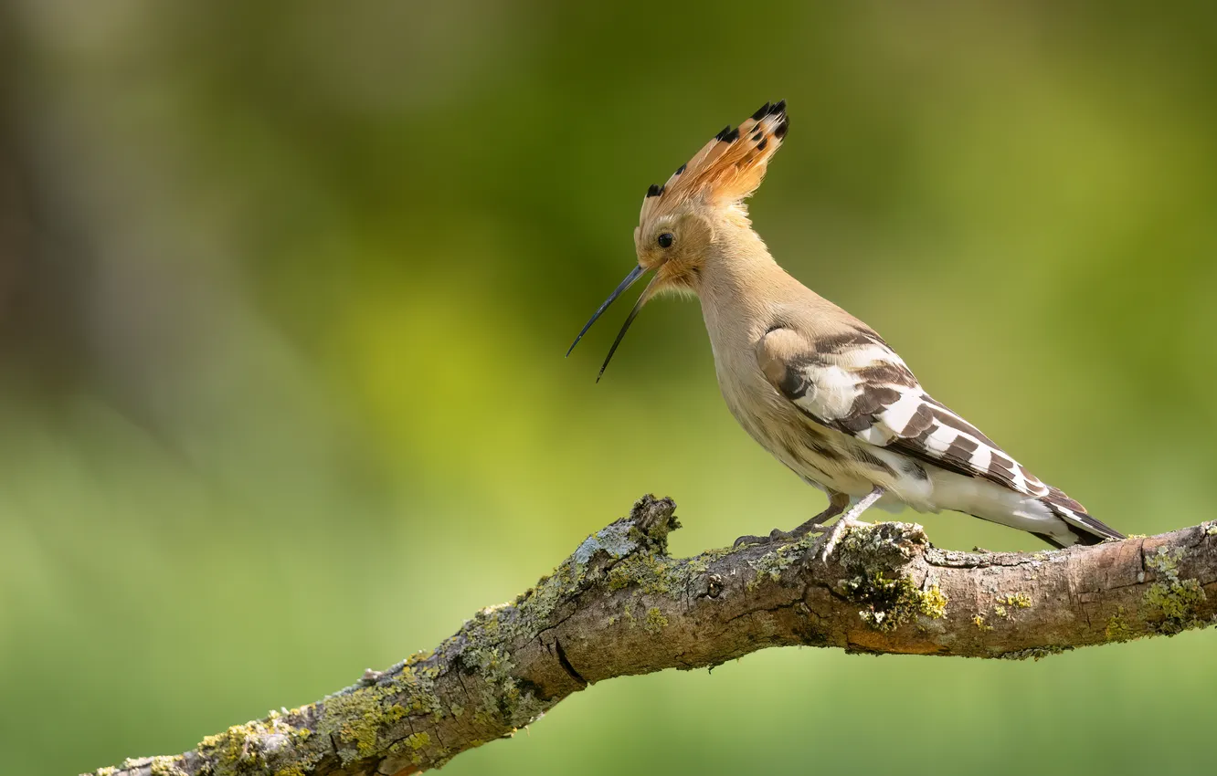Photo wallpaper bird, branch, hoopoe