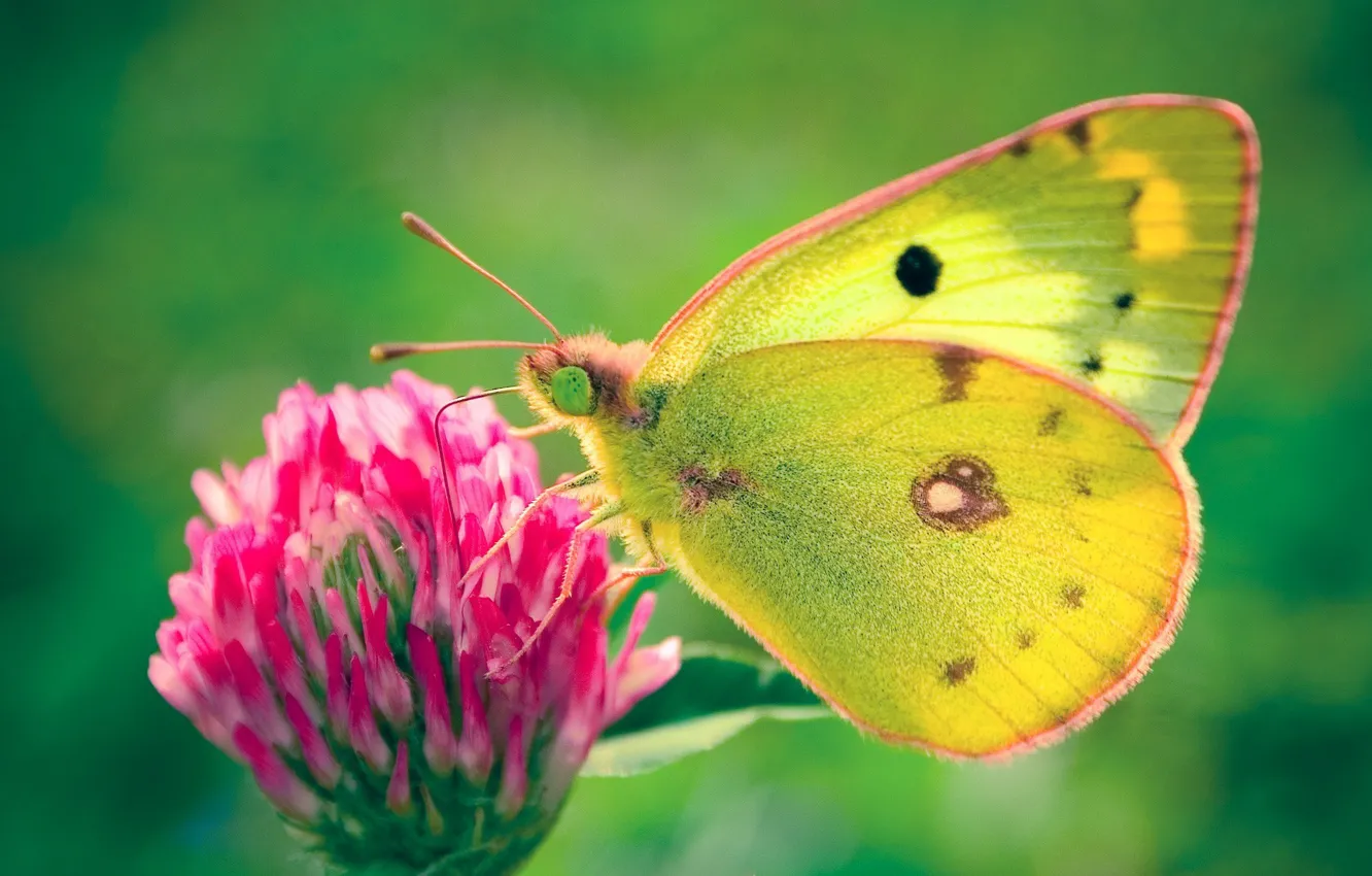 Photo wallpaper green, butterfly, clover