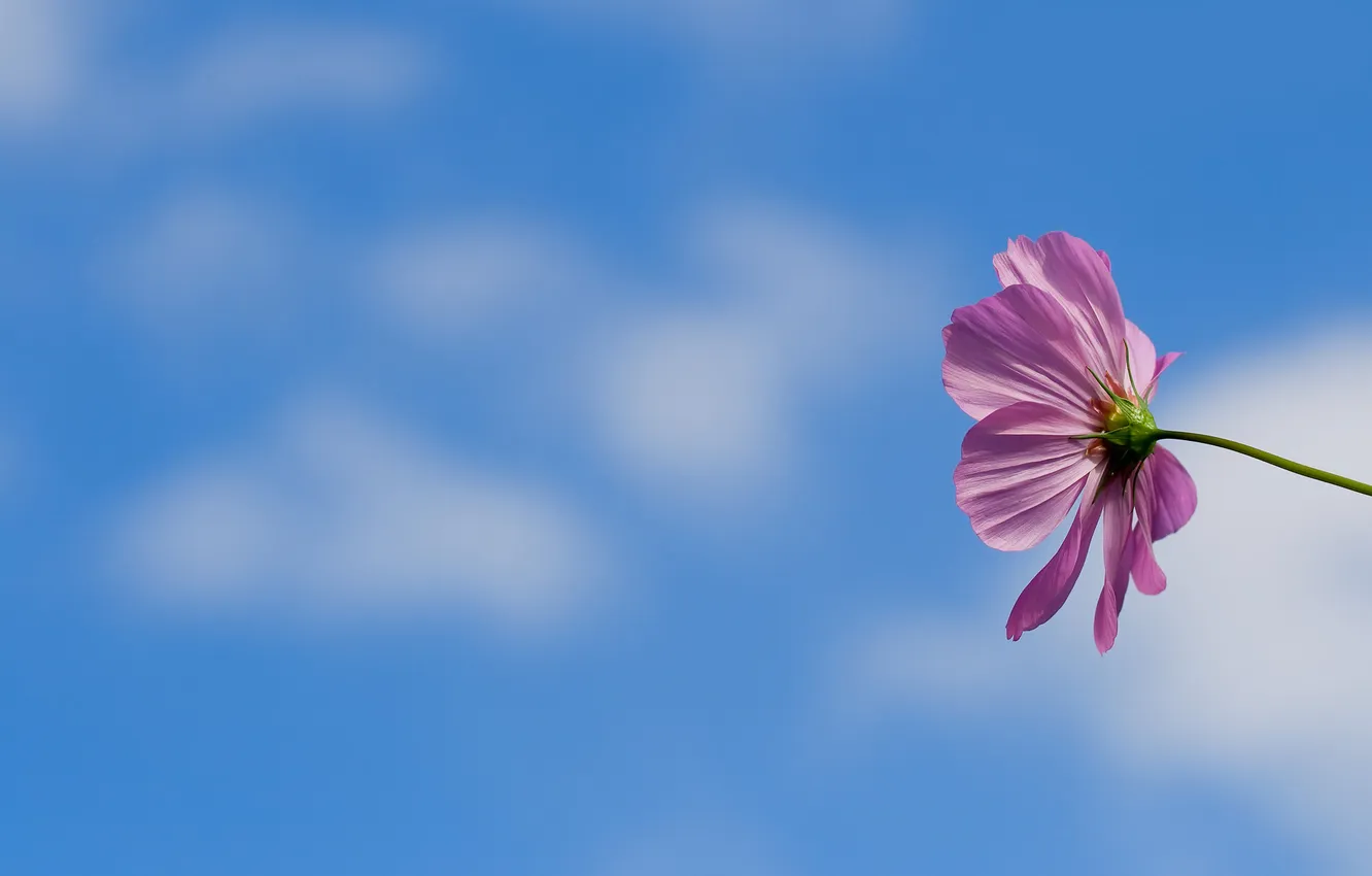 Photo wallpaper the sky, macro, flowers, background, Wallpaper, petals