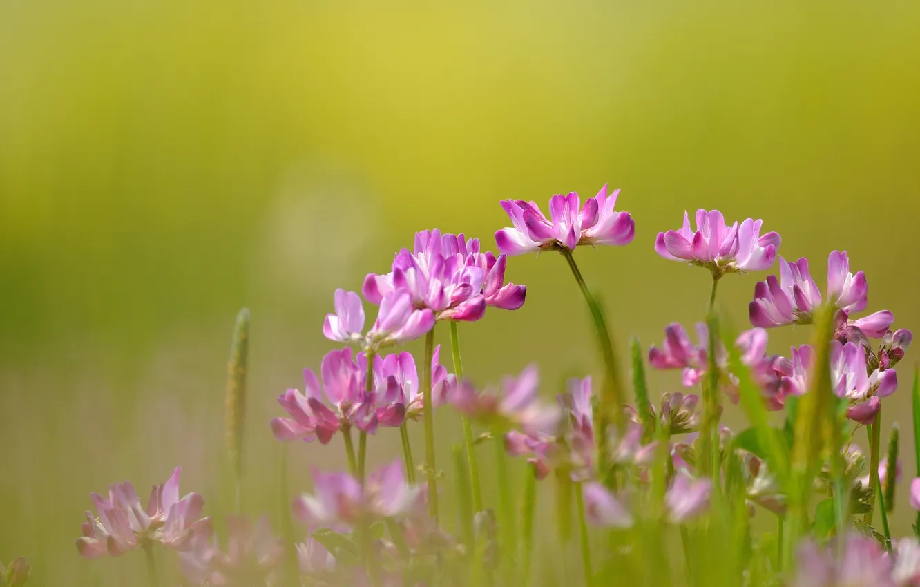 Photo wallpaper nature, focus, clover, pink