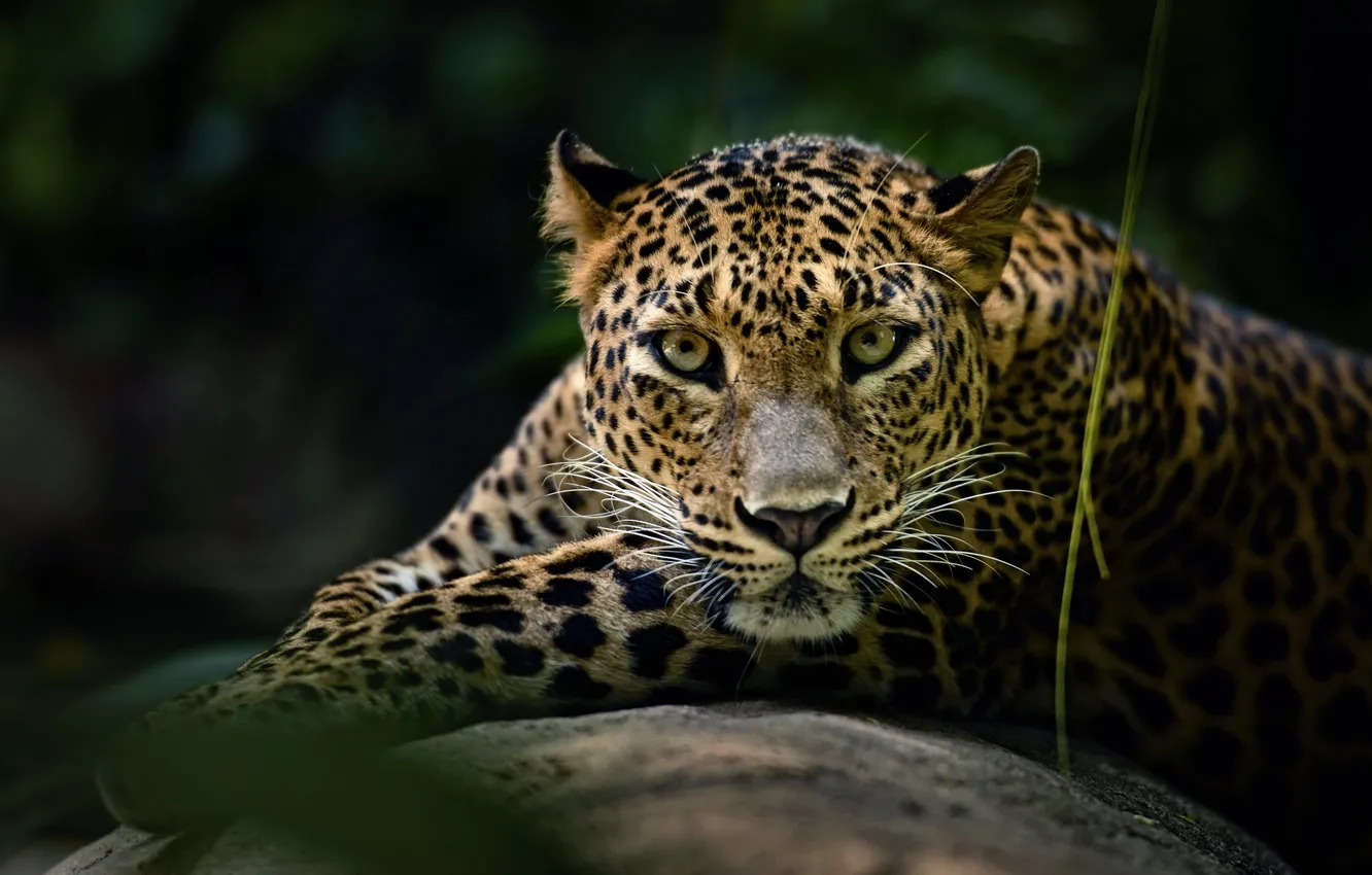 Photo wallpaper cat, nature, background