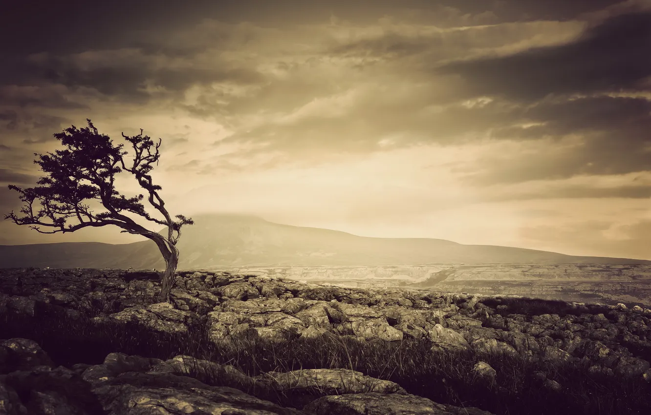 Photo wallpaper trees, landscape, night, stones, color