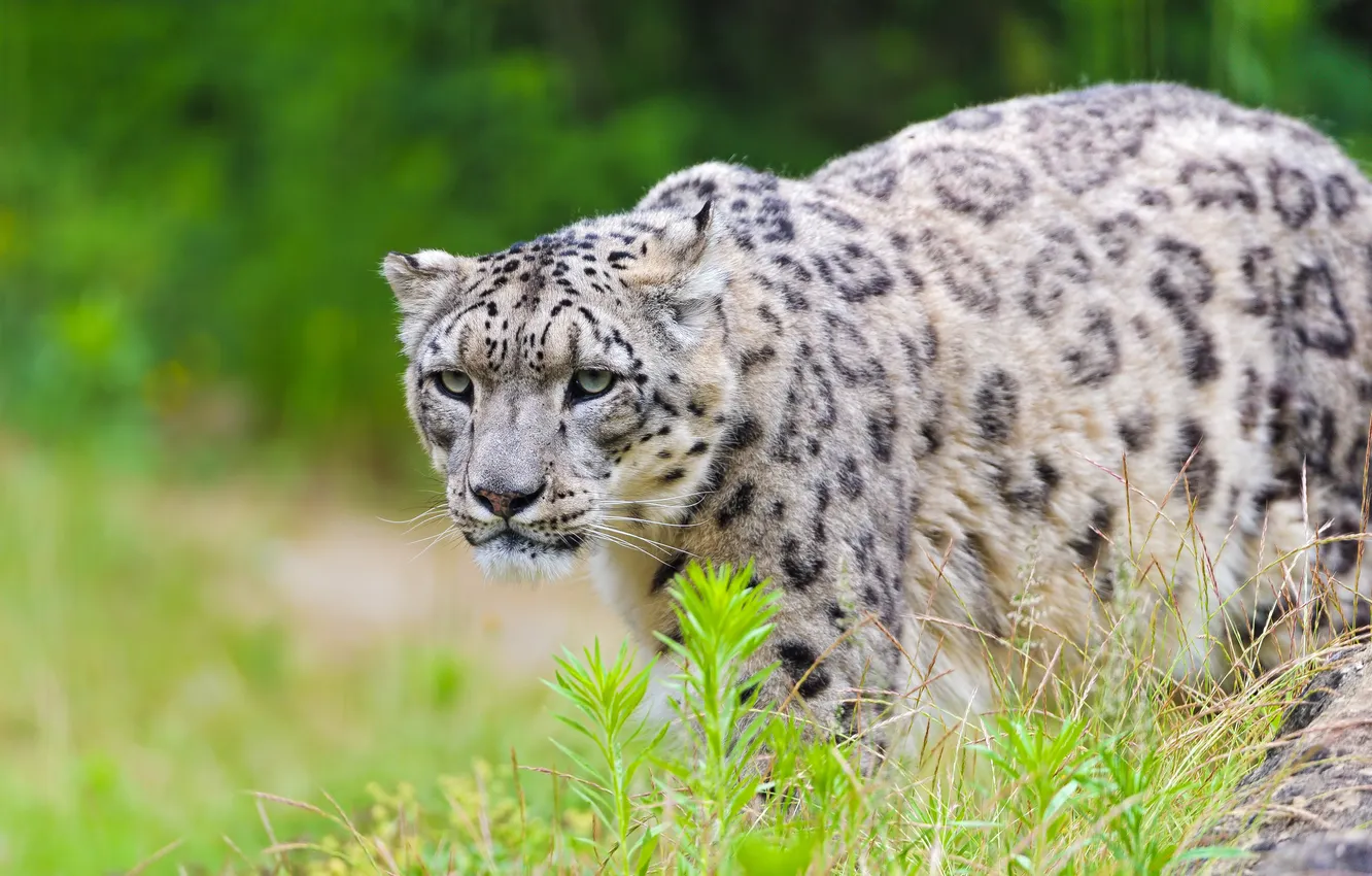 Photo wallpaper predator, leopard, IRBIS, snow leopard