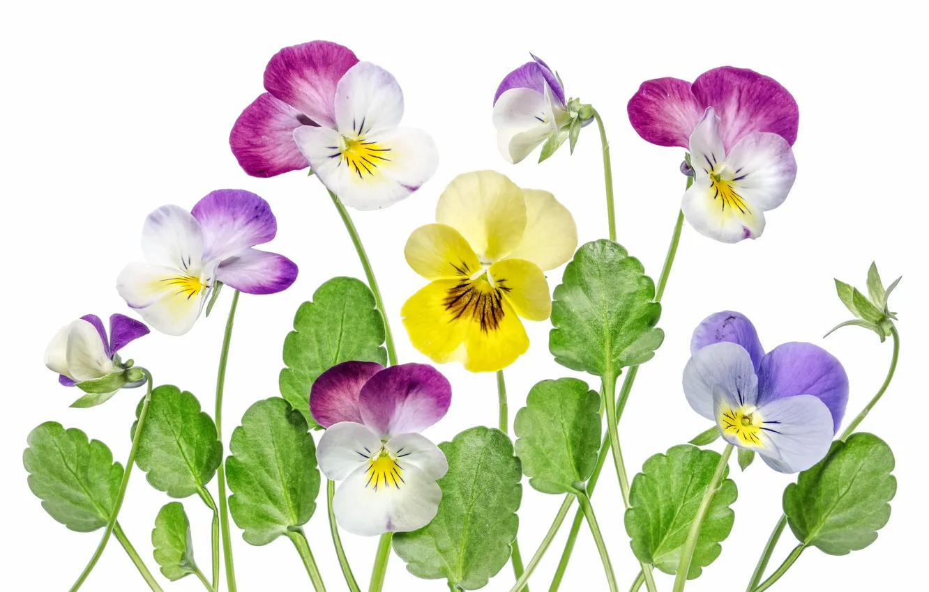 Photo wallpaper macro, petals, Pansy, viola