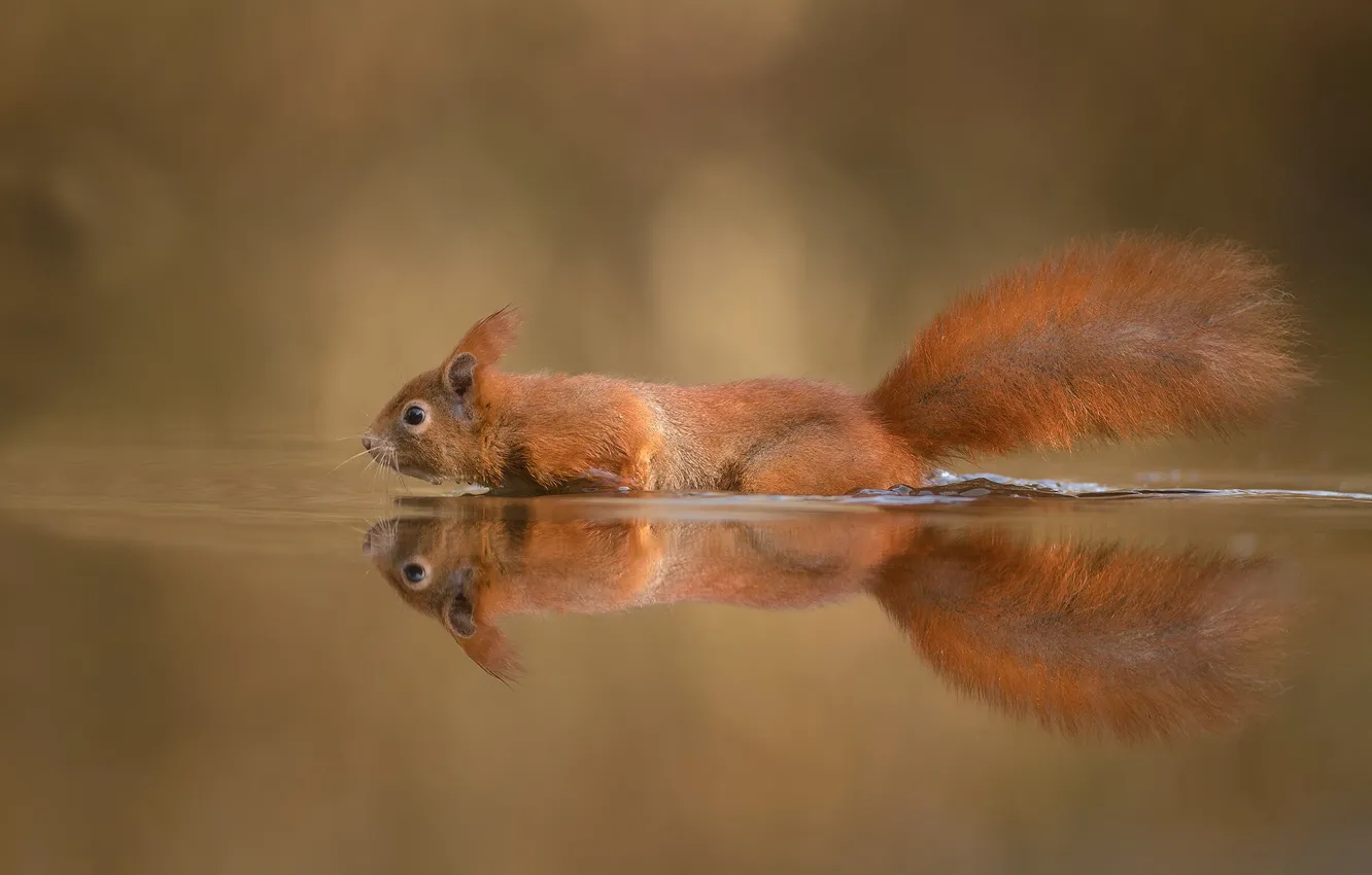 Photo wallpaper water, swim, reflection, background, protein, tail, red