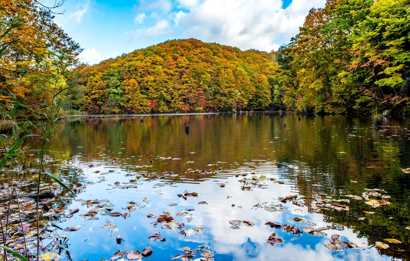 Photo wallpaper autumn, trees, landscape, pond