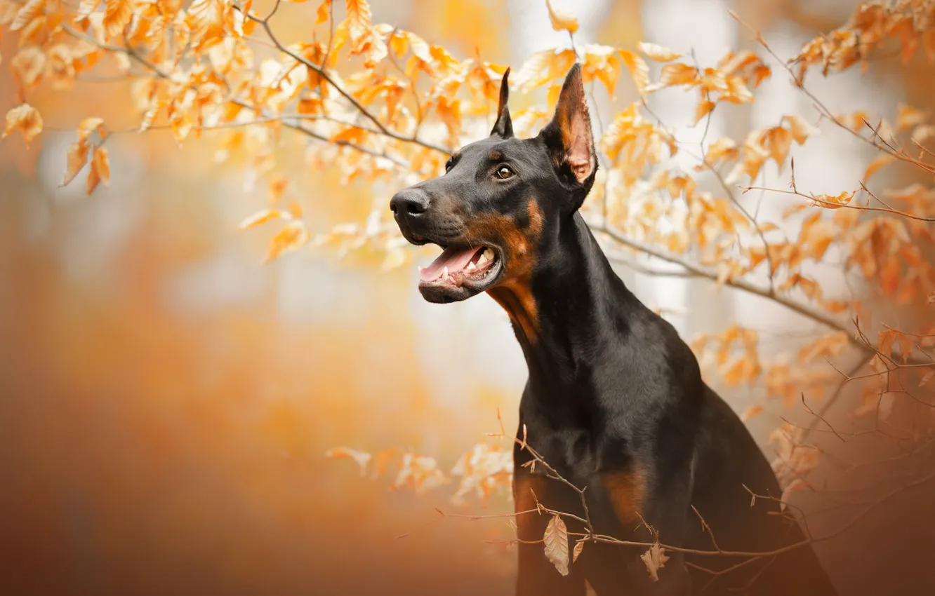 Photo wallpaper autumn, face, branches, dog, Doberman
