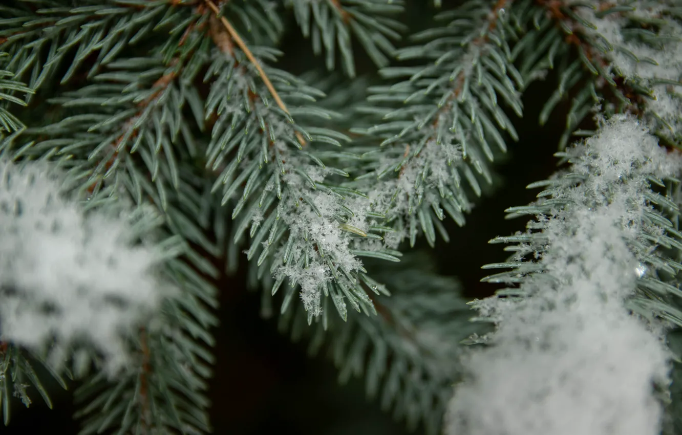 Photo wallpaper snow, spruce, beautiful