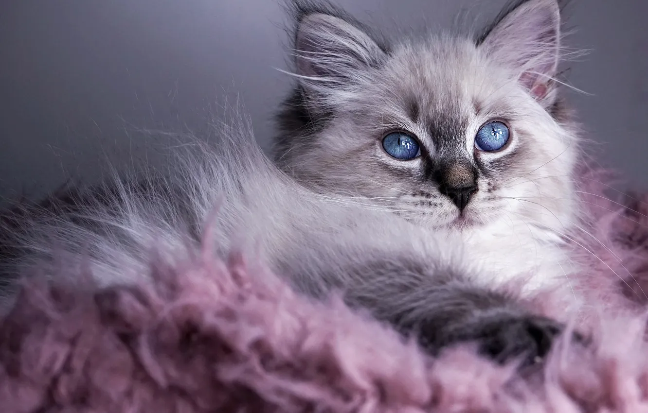 Photo wallpaper cat, look, pose, kitty, grey, pink, portrait, fur