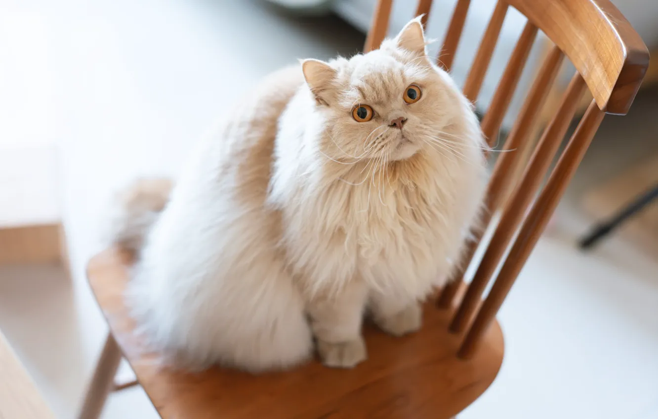 Photo wallpaper cat, cat, look, pose, room, fluffy, chair, face