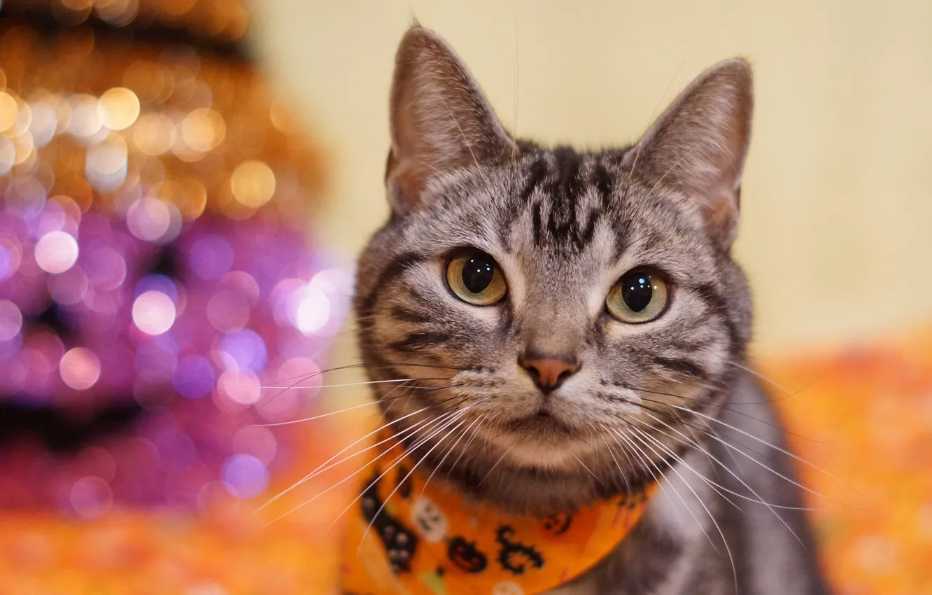 Photo wallpaper cat, cat, look, grey, background, portrait, striped, shawl