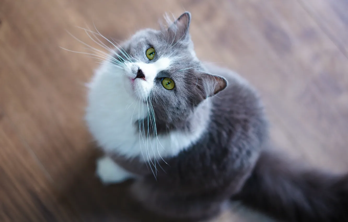 Photo wallpaper cat, cat, grey, floor, sitting, view